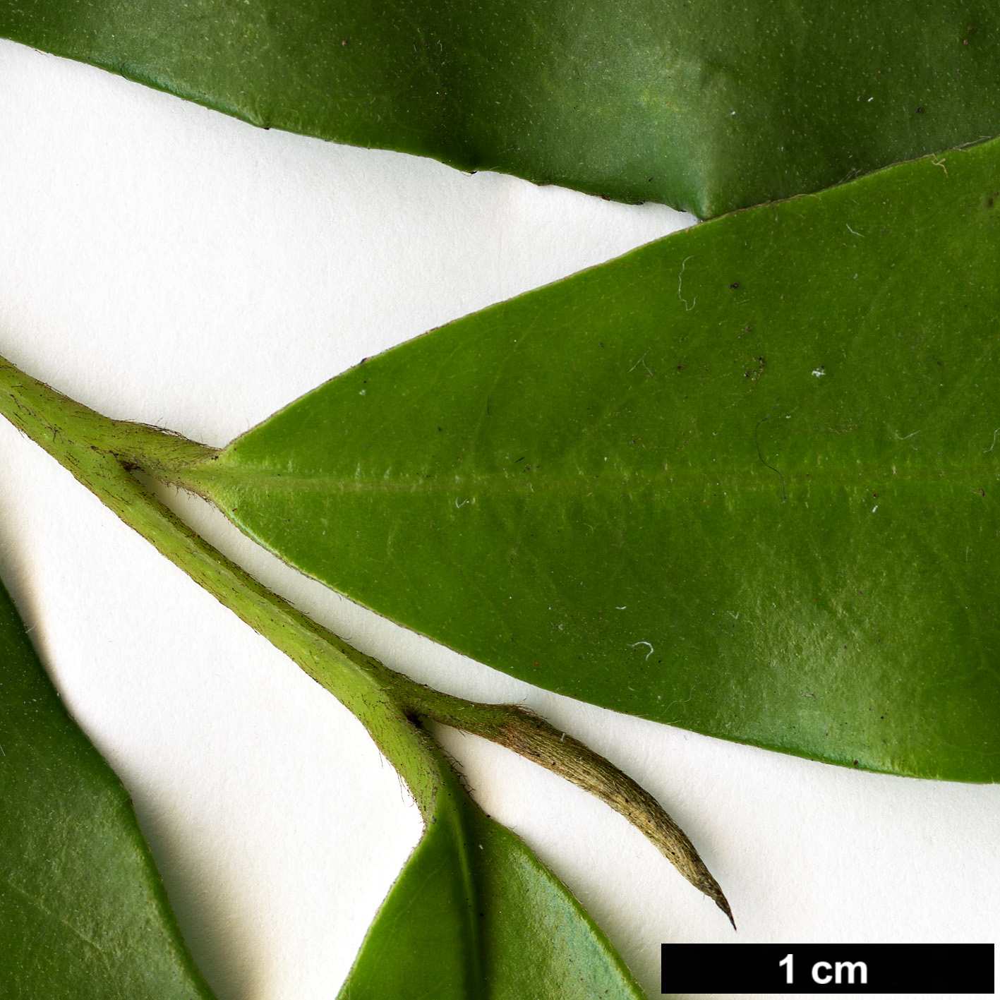 High resolution image: Family: Pentaphylacaceae - Genus: Visnea - Taxon: mocanera